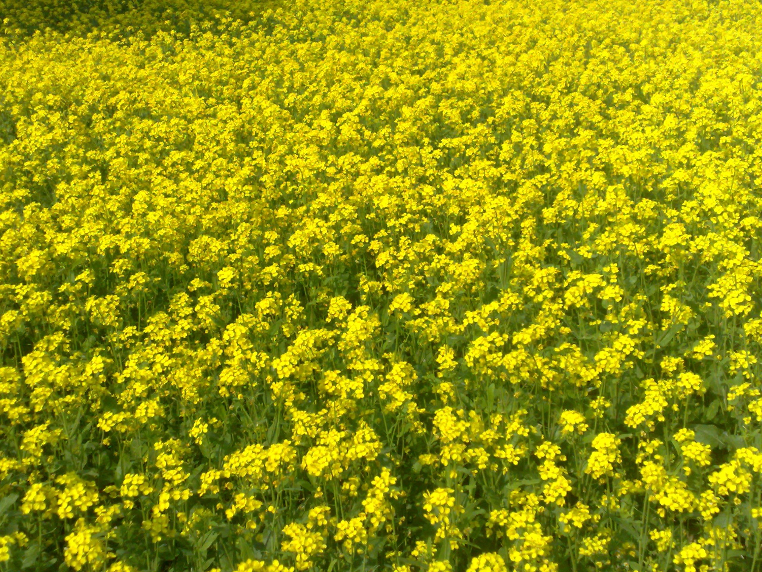 Golden mustard fields